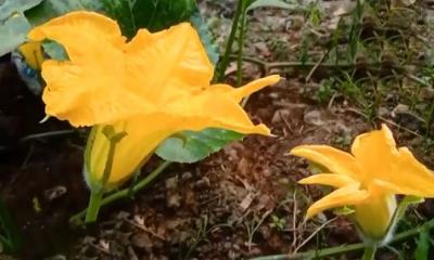 মিষ্টি কুমড়ার ফুলে রয়েছে কঠিন রোগের চিকিৎসা