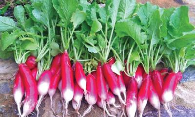 মুলার মধ্যে রয়েছে জটিল সব রোগের ঔষধ