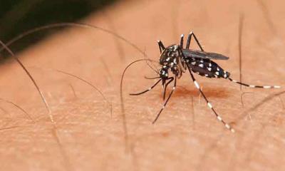 মশার উৎপাত থেকে রক্ষার সহজ ৩ উপায়