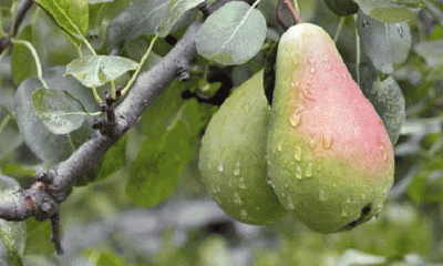 ১০ কঠিন রোগের প্রতিরোধক নাশপাতি