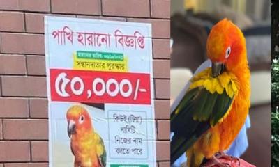টিয়া পাখির সন্ধান পেতে ৫০ হাজার টাকা পুরস্কার ঘোষণা