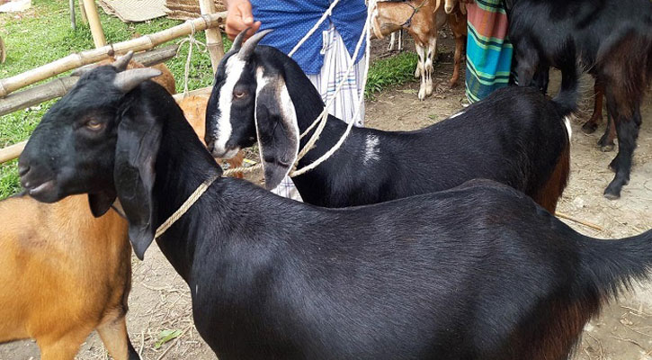 বাংলাদেশের ব্ল্যাক বেঙ্গল