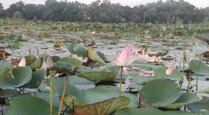 পদ্মের অপরূপ সৌন্দর্যে মুগ্ধ দর্শনার্থীরা