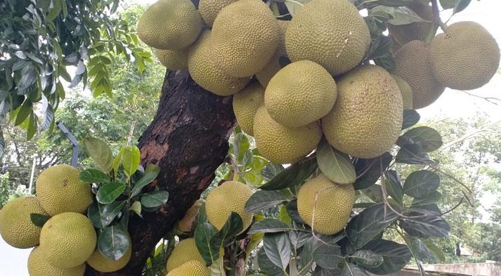 খাদ্যসংকট মোকাবিলায় জাতীয় ফল কাঁঠাল