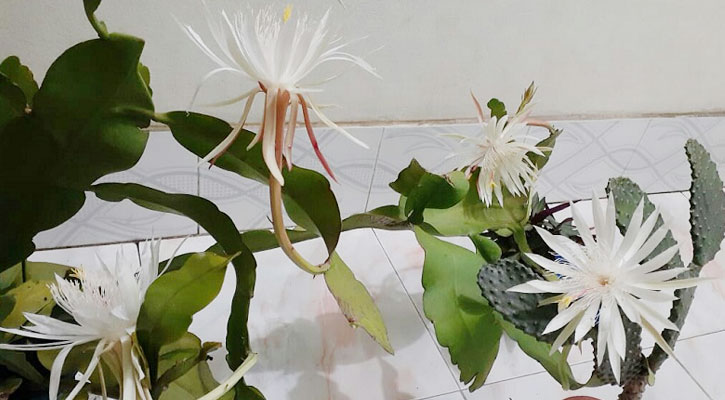 রাতের আঁধার আলো করল নাইট কুইন ফুল  