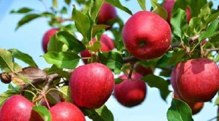 নতুন সম্ভাবনায় বাংলার আপেল