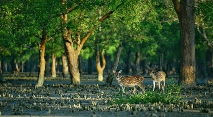 জীববৈচিত্র্য রক্ষায় বিশ্বকে একযোগে কাজ করতে হবে