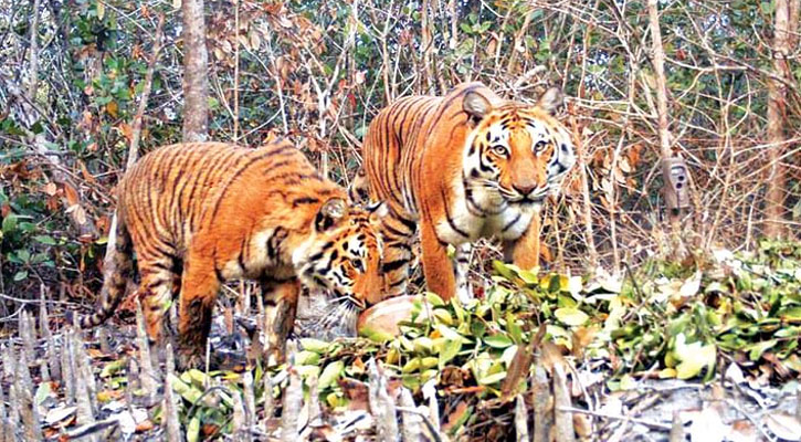 সংরক্ষণের দায়িত্ব আমাদেরই হাতে