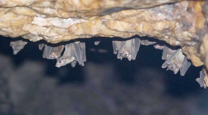 এবার বিশ্বে নতুন আতঙ্ক ‘মারবুর্গ ভাইরাস’