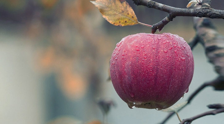 হৃদযন্ত্রকে সুস্থ রাখে যেসব খাবার