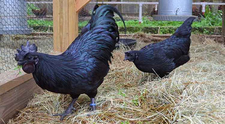 কালো মুরগি খেলে সারবে যেসব কঠিন রোগ