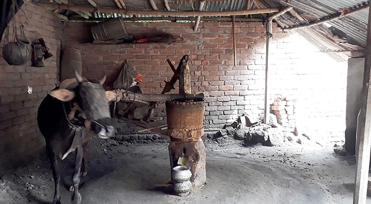 ঘানি ভাঙা সরিষার তেলের কারিগরদের দুঃখের গল্প