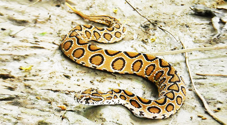 ছড়িয়ে পড়েছে কিলিংমেশিন খ্যাত রাসেলস ভাইপার