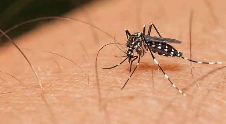মশার উৎপাত থেকে রক্ষার সহজ ৩ উপায়