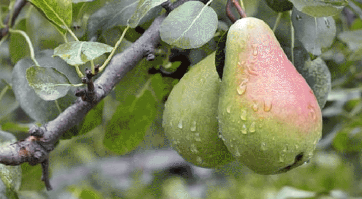 ১০ কঠিন রোগের প্রতিরোধক নাশপাতি