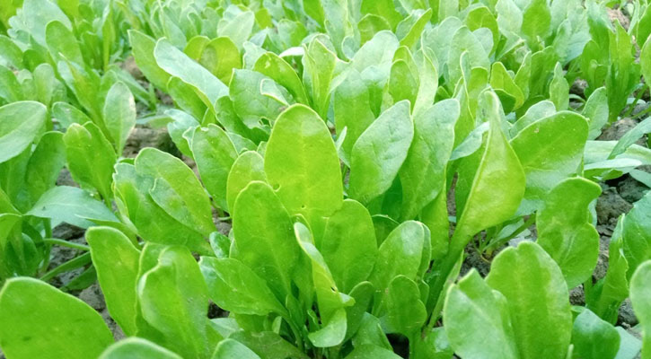 পালং শাকে রয়েছে অবিশ্বাস্য গুনাগুন