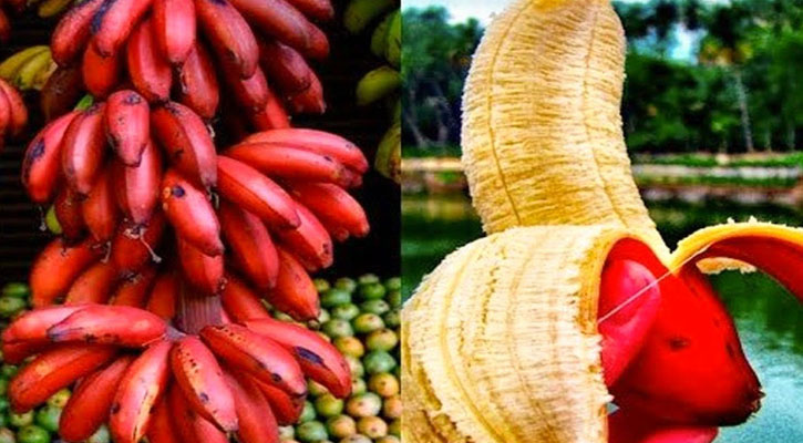 লাল কলায় রয়েছে কঠিন যেসব রোগের ঔষধ