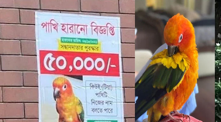 টিয়া পাখির সন্ধান পেতে ৫০ হাজার টাকা পুরস্কার ঘোষণা