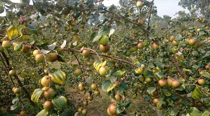 বড়ই চাষে ৩ গুণ লাভ