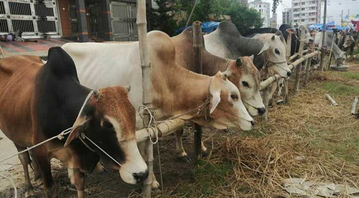 রাজধানীর ১৭ স্থানে বসছে কোরবানির পশুর হাট