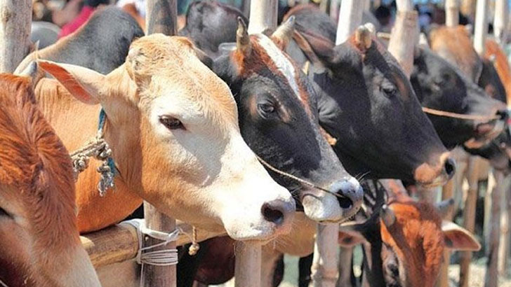 লোকসানের শঙ্কায় খামারিরা