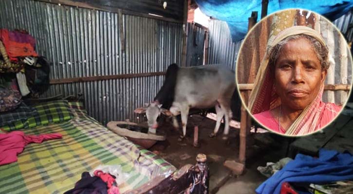 ছেলের গরুর গোয়ালে মায়ের বসবাস