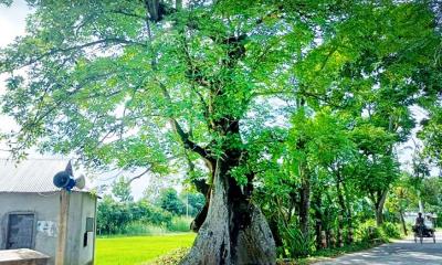 ব্যক্তির কথায় সরে গিয়েছিল যে শিমুল গাছ