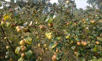 বড়ই চাষে ৩ গুণ লাভ