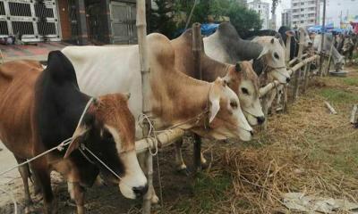 রাজধানীর ১৭ স্থানে বসছে কোরবানির পশুর হাট