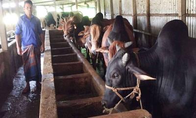 গো-খাদ্যের দাম বৃদ্ধিতে বিপাকে খামারিরা