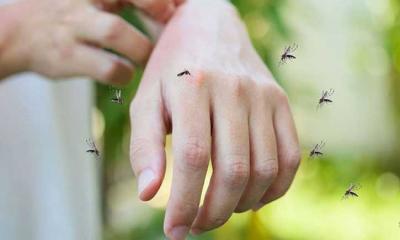 যে রঙের কাপড় দেখে দূরে পালায় মশা