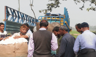 ফুলবাড়িতে তুলা চাষে নিজেদের ভাগ্য বদলের স্বপ্ন বুনছেন চাষিরা