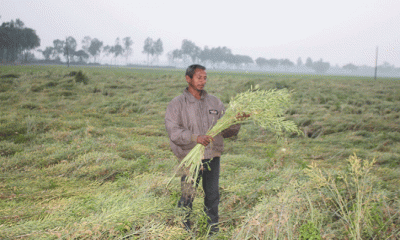 ফুলবাড়ীতে সরিষা চাষে কৃষকের সফলতা