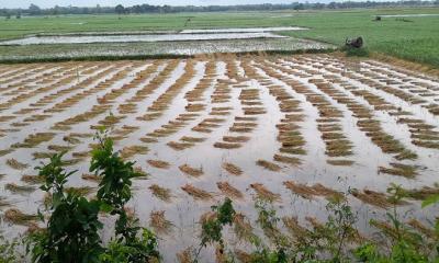 শ্রমিক সংকটে পানিতে পচে গেছে ধান, কৃষকের স্বপ্ন ডুবছে পানিতে