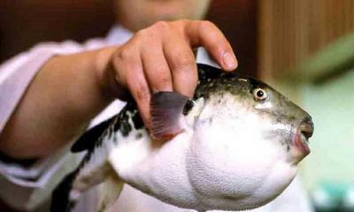 পটকা মাছ কতটা বিষাক্ত