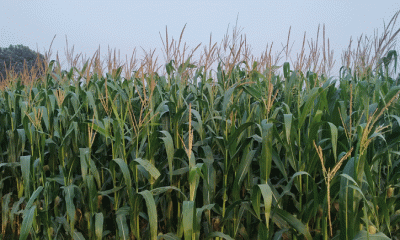 লাভজনক ফসল হিসাবে, কৃষকদের ভুট্টাচাষে আগ্রহ বাড়ছে 