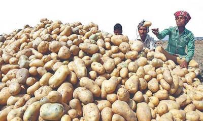 এবার বেড়েছে আলুর দাম