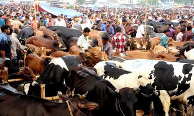 রাজধানীর ১৭ স্থানে বসবে পশুর হাট