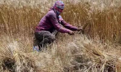 গম রপ্তানি নিষিদ্ধ করলো ভারত, সুখবর বাংলাদেশের জন্য