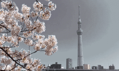 বাংলাদেশসহ ১০৬ দেশের ওপর ভ্রমণ নিষেধাজ্ঞা প্রত্যাহার জাপানের