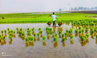 চলনবিলে বোরো ধান রোপনে ব্যস্ত কৃষকরা