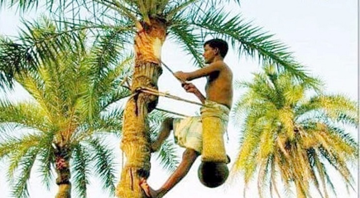 যে কারণে খেজুর গাছ শুধু শীতকালেই রস দেয়