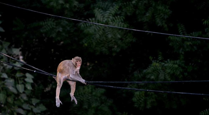 এক ‘বানরের কারণে’ অন্ধকারে পুরো শ্রীলঙ্কা