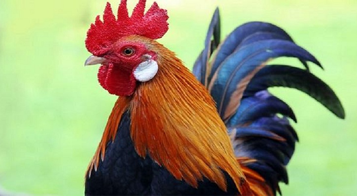 রোজ ভোররাতে ঘুম ভাঙিয়ে দেয় প্রতিবেশীর মোরগ, প্রশাসনে অভিযোগ বৃদ্ধের 