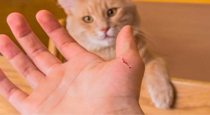 বিড়ালের আঁচড়ে দ্রুত চিকিৎসা না নিলে কী হতে পারে?