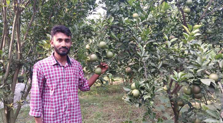 মাল্টা চাষে দিনাজপুরের যুবক স্বাধীনের ভাগ্য বদল