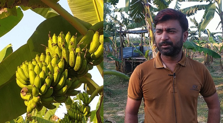 কলার বাগানেই স্বাবলম্বী হিলির শাকিল আনসারী