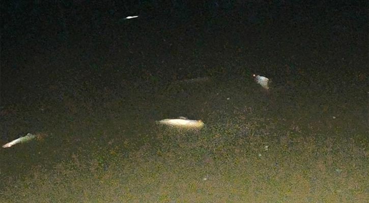 রাতের গভীরে পুকুরে বিষ দিয়ে ছয় লাখ টাকার মাছ নিধন