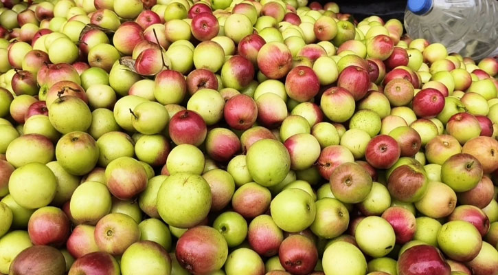 কম খরচে লাভ বেশি: কুল চাষে পাচ্ছে সফলতা