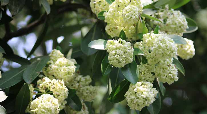 ফুটপাতে ছাতিম গাছ, হেমন্তের সন্ধ্যায় ছড়িয়ে পড়ছে স্বর্গীয় ঘ্রাণ